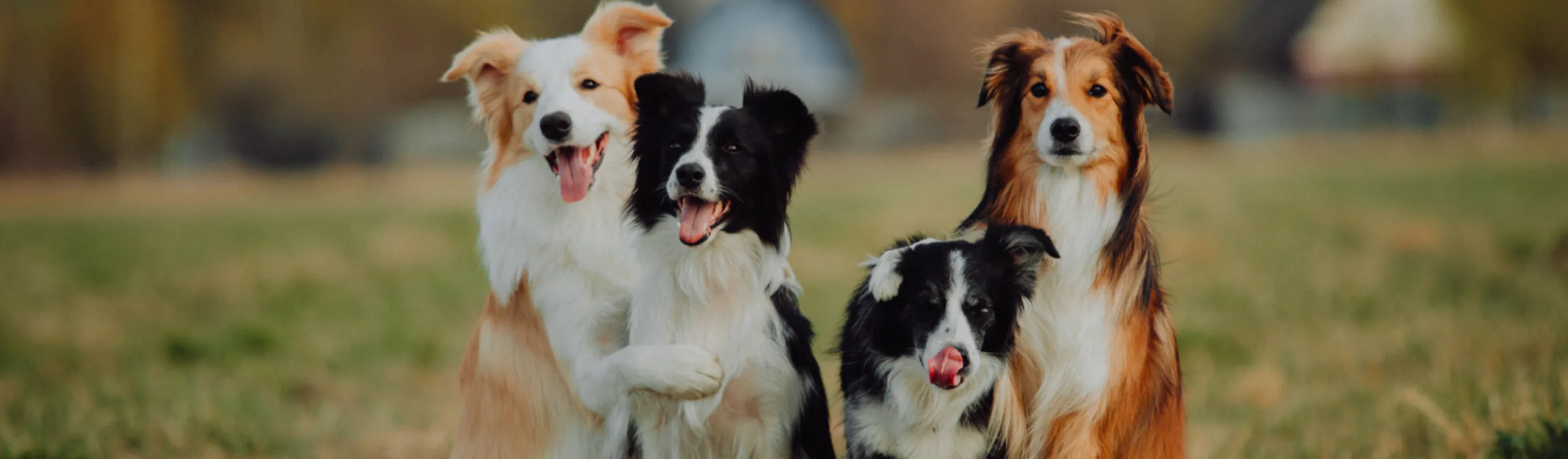 4 dogs sitting in a rural field